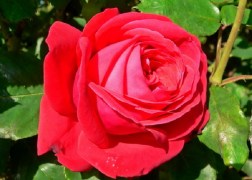 Teahibrid rózsa / Dame de Coure